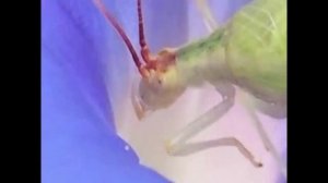 Стрекот сверчков на замедленной скорости воспроизведения. Как будто поют Ангелы.Фантастическое пение