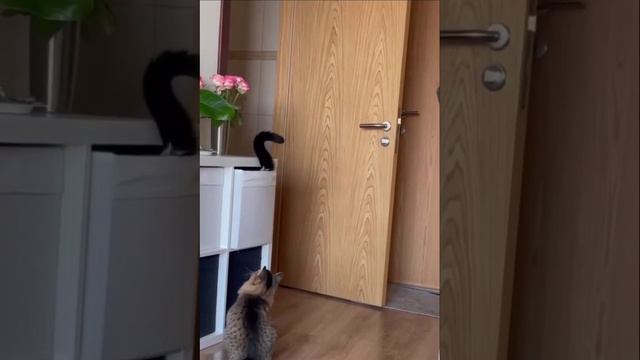 Чемпион по пряткам смотреть онлайн