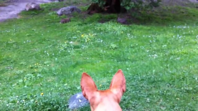 Podenco Canario Rabbit Fiesta - NOT! смотреть онлайн