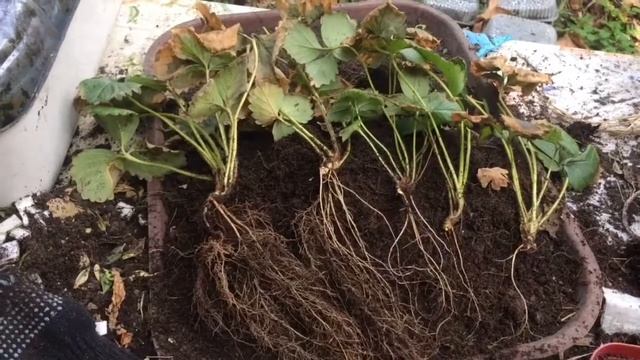 Подводим итоги фитильной системы. Хризантемы в сентябре. смотреть онлайн