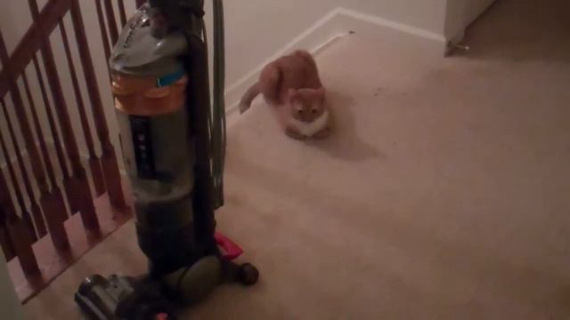 Wiki doesn't want to go to bed смотреть онлайн