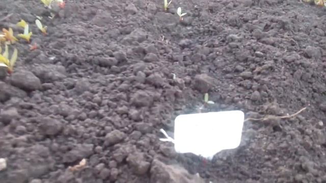 Свекла (Бурак) «Негритянка», «Пабло»,«Креолка»,«Цилиндра» (часть 1) смотреть онлайн