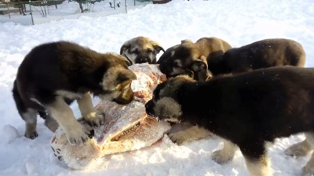 Щенки ВЕО 2х- пометов Р-С (возраст 7 недель) смотреть онлайн