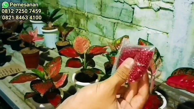 25 PAKET AGLONEMA TERBARU HARGA CUMA 5 RIBUAN❗Langsung Dari Bos Besar Aglonema смотреть онлайн