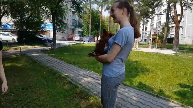 Лиса на пороге Ревун. Природа, погода, солнце - Жизнь с Лисой / MIKI THE FOX смотреть онлайн