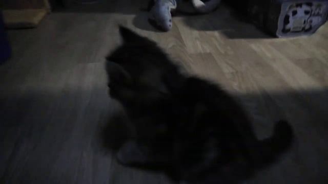 Мой новый котик шотландской породы! ? смотреть онлайн