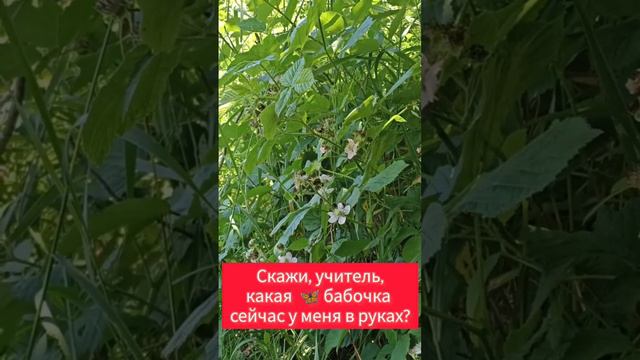 Притча о МАСТЕРЕ и БАБОЧКЕ 🦋 смотреть онлайн