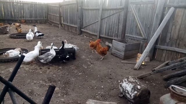 Петух - извращенец смотреть онлайн