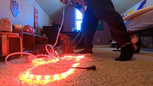 Step-by-Step #HinksPix Pro LED Strips and Xlights Polyline | #215 (Christmas Lights #5) смотреть онлайн