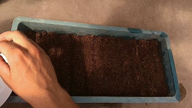 Первый посев семян цинерарии, виолы, маргаритки. смотреть онлайн