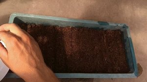 Первый посев семян цинерарии, виолы, маргаритки.