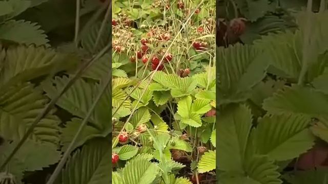 Чурапчыга үүммүт сылыгар маннык хойуутук үүнэр дьэдьэн смотреть онлайн