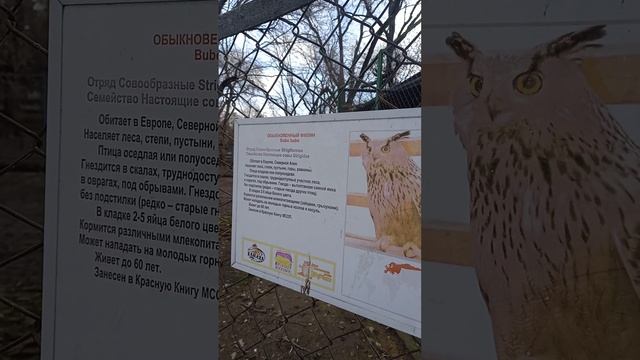 Филин Обыкновенный!Красота! смотреть онлайн