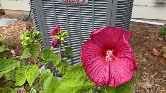 East-Side Garden // July 2020 смотреть онлайн