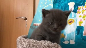 Фыркающий котенок