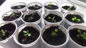 Пикирование Курительного Табака Сорт Вирджиния для Выращивания на Урале.