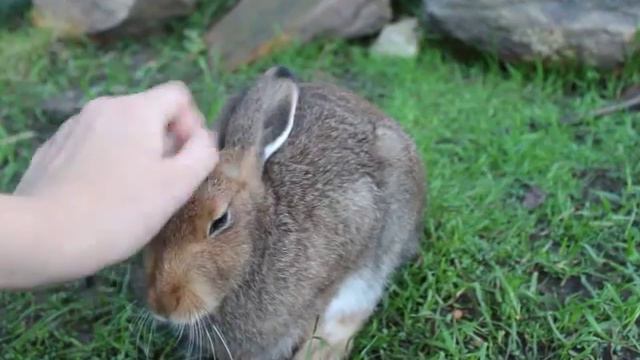 Тисканье Кнопы смотреть онлайн
