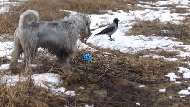 Ворона и миттель смотреть онлайн