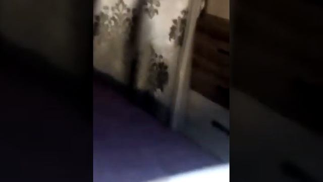 В спокойную ночь пропал хомяк! Слава богу нашли .. смотреть онлайн