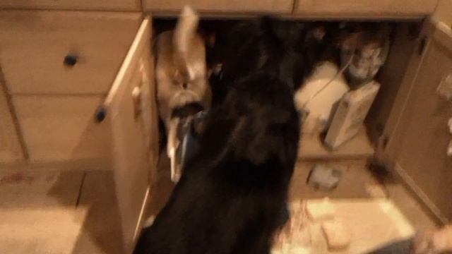 Mouse Hunt смотреть онлайн
