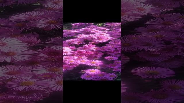 video-3b0437a6a0e0cf7f0c8955b82a69705d-V.mp4 смотреть онлайн