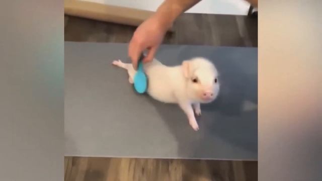Какого домашнего питомца лучше купить! смотреть онлайн