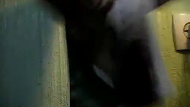 Насекомые и их знакомые выпуск #1 маньчжурский золотой скорпион смотреть онлайн