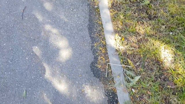 СИРИУС 🌴 Гуляем по улицам | Субтропический рай в отдельно взятом городе смотреть онлайн