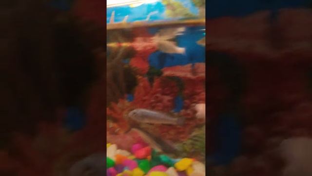 Pindani fish (aquarium) смотреть онлайн