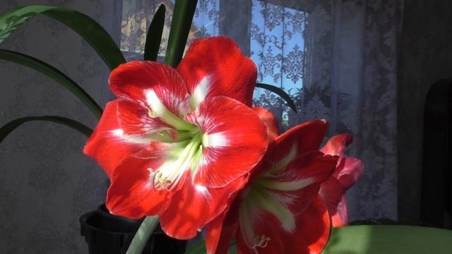 Гиппеаструм САМБА. Домашнее цветение смотреть онлайн