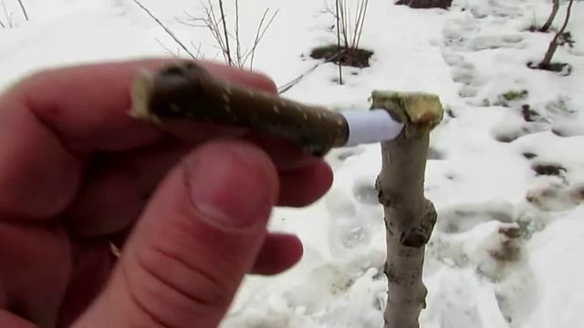 Прививочный секатор - видео всего процесса прививки!