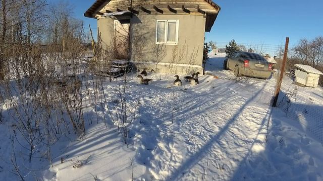 Содержание гусей зимой на даче смотреть онлайн