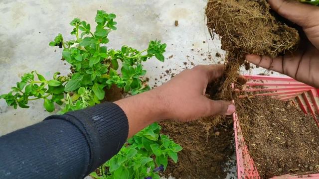 इस तरीके से आप बना सकते हैं इस सर्दी में एक बेहतरीन हैंगिंग बास्केट || Hanging basket смотреть онлайн