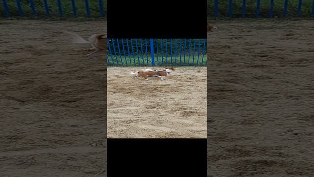 Басенджи Мартин играется с собакой Дворнягой на площадке для выгула собак без поводка. смотреть онлайн