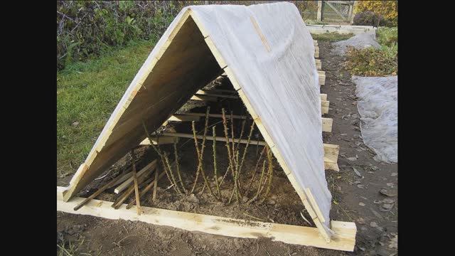 Обрезка роз и их укрытие Уход за розами. смотреть онлайн