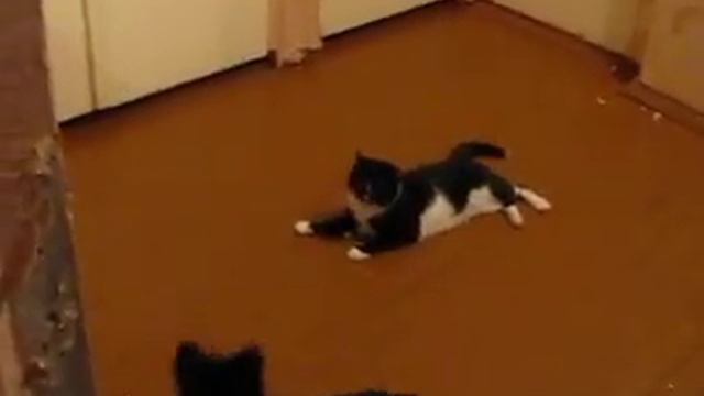 Щенок vs Кот смотреть онлайн