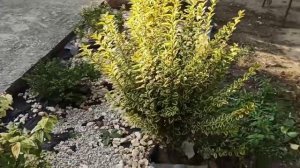 Кустарник Бирючина.