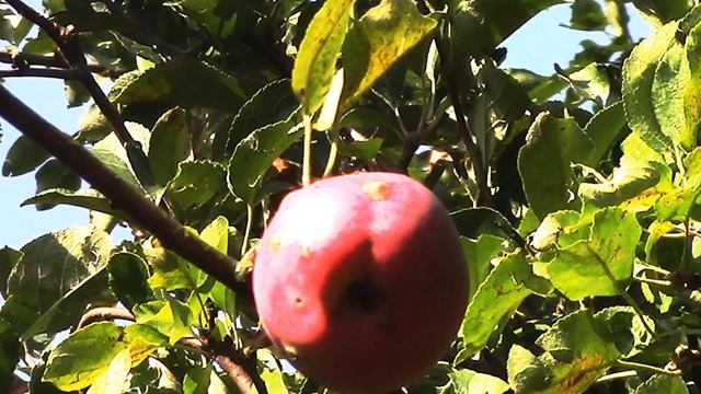 Волшебство душистых яблок. The magic of fragrant apples. смотреть онлайн