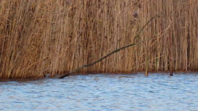 1216. Kormorán malý, Pygmy Cormorant, Zwergscharbe, Dwergaalscholver, Малый баклан, Kormoran mały смотреть онлайн