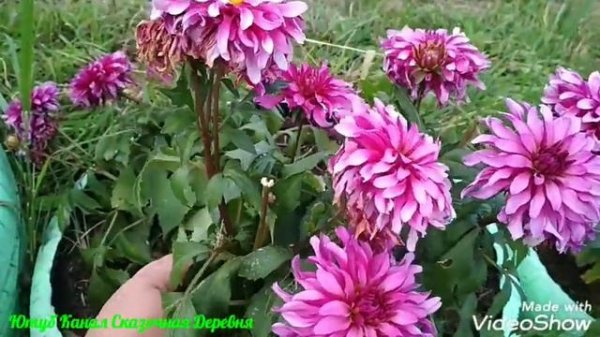 Георгина Гэллери Арт Нуво / Dahlia Gallery Art Nouveau