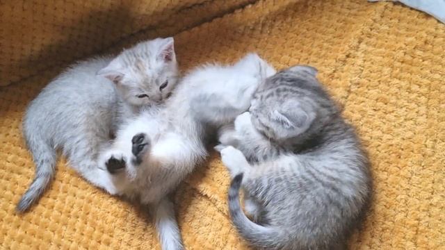 Котята медленно просыпаются и начинают активно кусаться смотреть онлайн