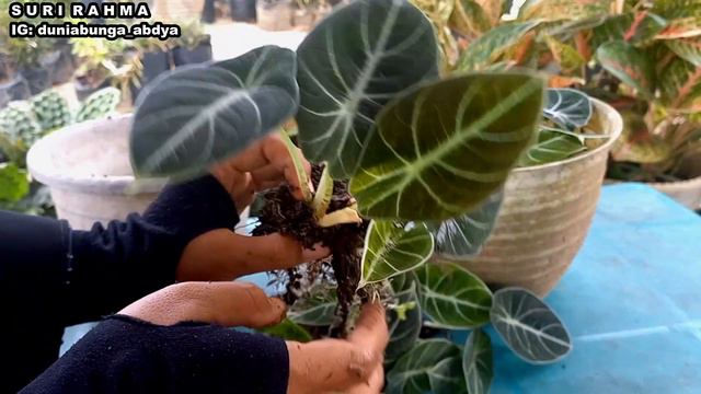 Alhamdulillah panen tanaman Alocasia Black Velvet II Memperbanyak Alocasia смотреть онлайн