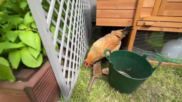 Garden Chicken Coop UK - Pets Imperial Chicken Coop - Chilling in the garden