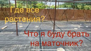 Подготовил площадку к новому сезону! Буду закладывать маточник!