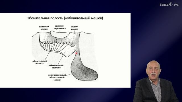 Касумян А.О.- Сенсорные системы рыб - 1.Сенсорные системы рыб: структура, функции и роль в поведени смотреть онлайн