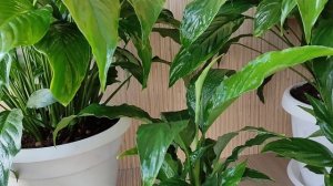 Женское Счастье (Спатифиллум) Листья Стали Мелкие