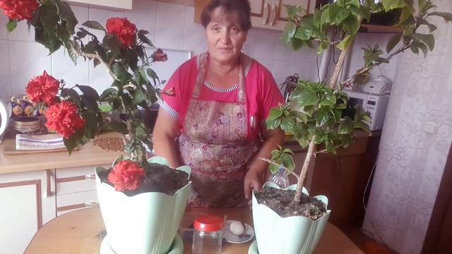 Удобрение для розы! Что бы розы буйно цвели. смотреть онлайн