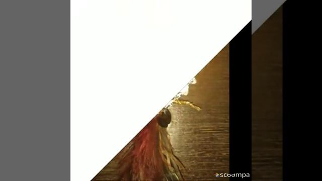 Брошь "Жар птица" из бисера и страз смотреть онлайн