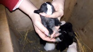 Что получилось? Гибриды кроликов- бройлерной породы.