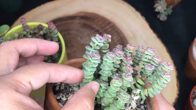 #69 WHEN TO WATER SUCCULENTS SO THEY DON'T DIE! Watering different types of succulents and when! смотреть онлайн